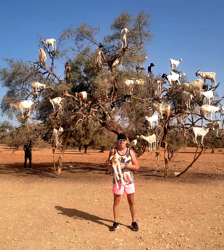 Cabras en Arboles Marruecos