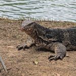 Parque Lumpini: varanos a sus anchas