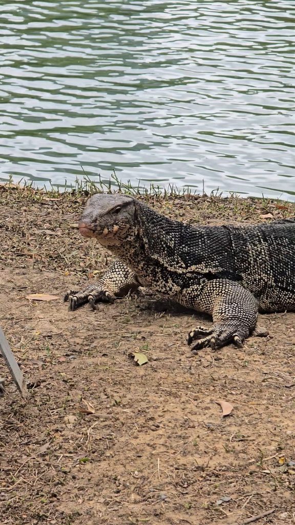 Parque Lumpini: varanos a sus anchas