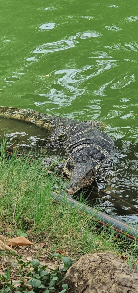 Parque Lumpini: varanos a sus anchas