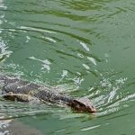 Parque Lumpini: varanos a sus anchas