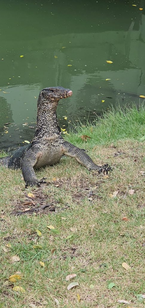 Parque Lumpini: varanos a sus anchas